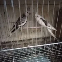 عروس هلندی مولد