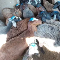 بره ماده|حیوانات مزرعه|سیلاخور, |دیوار