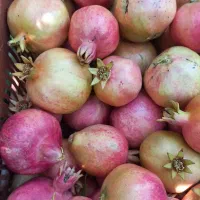 فروش انار شیرین ب شرط