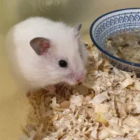 همستر با وسیله هاش