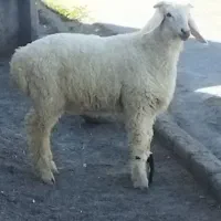 بره نر شاخی