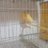 یه جفت قناری یلو