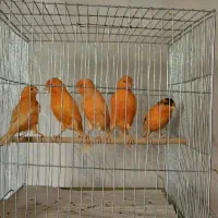 قناری سوپری سرخ