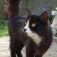 گربه واگذار