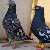 سار هفرنگ سرور شکلاتی کاکلی کرم تهرونی پرشی تهرانی