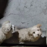 توله نروماده پاکوتاه سالم بازیگوش وزرنگ مفت