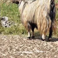 ساورن،درجه یک زیبا