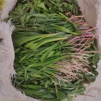 بن سر وگنه بو