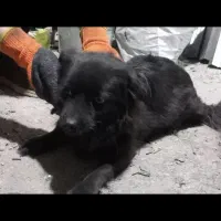 سگ پامر روباهی|سگ|باقرشهر, |دیوار