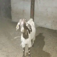 یک‌عدد‌بز‌دوقلوزاآبستن‌‌نزدیک‌ویک‌عدد‌کولار