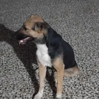 توله سگ سه ماهه