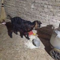 4تا هستند همشون نر هستند|حیوانات مزرعه|مهاباد (آذربایجان غربی), |دیوار