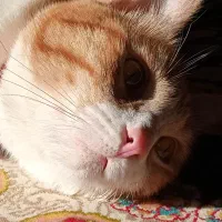 گربه نژاد DSH|گربه|شاهینشهر, شهرک گلدیس|دیوار