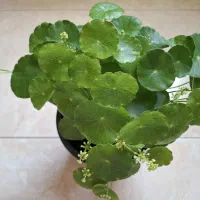 گل طبیعی هیدروکتیل و هویا(پیچ شمعی)|گل و گیاه طبیعی|کرج, باغستان|دیوار