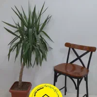 صندلی لهستانی کافه پلاستیکی میز ۹۰ در ۹۰ باغدان|میز و صندلی غذاخوری|چهارباغ, |دیوار