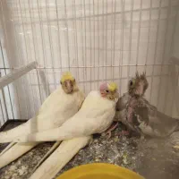 جوجه عروس هلندی