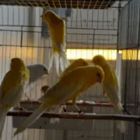 ماده رسمی|پرنده|قم, زاد|دیوار