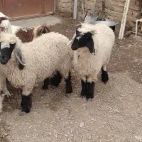 چهار عدد بزقاله دو عدد بره|حیوانات مزرعه|نیمروز, |دیوار