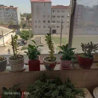 فروش آپارتمان ۱۲۱متری تاپ لوکیشن غازیان|فروش آپارتمان|بندر انزلی, معلم|دیوار