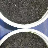 محصولات خانگی سبزی پیاز