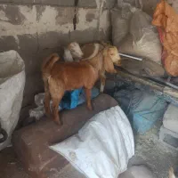 بزغاله افغانی