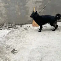 سگ ژرمن فوق العاده ببر