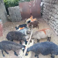 فروش سه راس میش ومعاوضه با بره نر