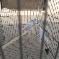 مرغ عشق سفید خالص