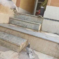 جوجه کله الماسی|پرنده|شیراز, سجادیه|دیوار