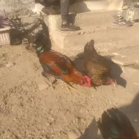 خروس چهل تاج سالم|حیوانات مزرعه|نوشهر, |دیوار