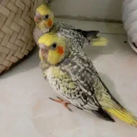 دو عدد جوجه عروس هلندی یک ماهه سرلاکی