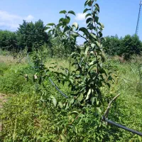 فروش درخت|خدمات باغبانی و درختکاری|رحیم‌آباد, |دیوار