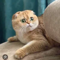 بازارچه اسکاتیش گلد