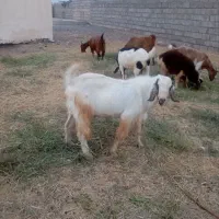 نری گلابی ، بره، چپشت