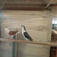 کبوتر چادری|پرنده|ری, علایین|دیوار