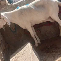 سه بز چاق