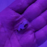 ماهی ابشور اکواریوم|ماهی|تهران, جوادیه تهرانپارس|دیوار