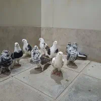 ساعت سنگین|ساعت|نورآباد, |دیوار