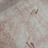 موکت ظریف مصور