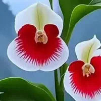 انجام امور شخصی و پیک