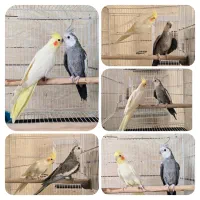7 جفت عروس هلندی بالغ کارداده نر و ماده|پرنده|مشهد, شهرک امام هادی (شهرک غرب)|دیوار