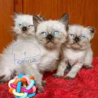 گریه سیامی اسکاتیش