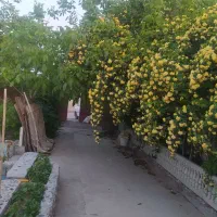 فروش-یا-معاوضه-باغ