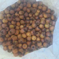 ازگیل جنگلی خوشمزه