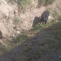 گوسفند سالم