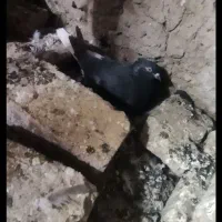 زاغ دم سفید