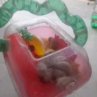 فروش توله همستر|موش و خرگوش|دهدشت, |دیوار