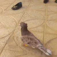 هفترنگ کاکولی