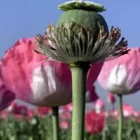 گل مصنوعی خشخاش وحریر|گل و گیاه طبیعی|رودشت (چهارمحال و بختیاری), |دیوار