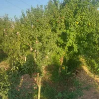 باغ روستای دشت با سند و آب